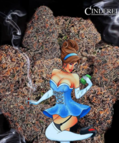 BUY Truffle Cinderella weed on the web