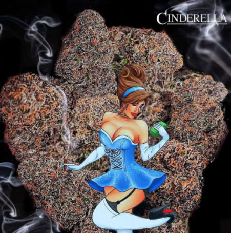 BUY Truffle Cinderella weed on the web